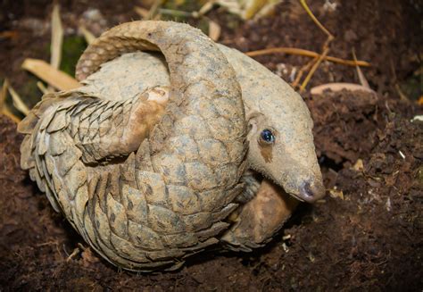 what is world pangolin day